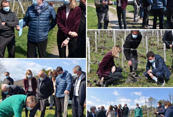 Sur le terrain pour constater les dégâts du gel sur l’arboriculture et la viticulture